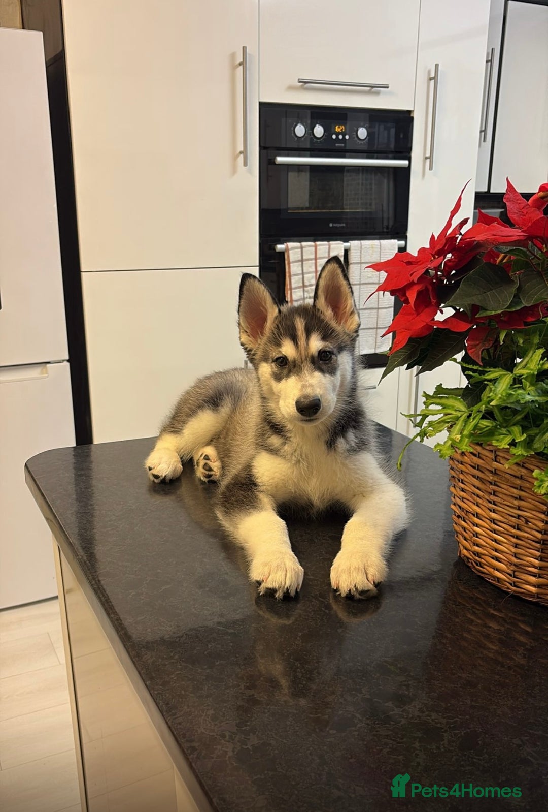 Siberian Husky dogs for sale: Siberian husky 2 month puppy - Advert 3