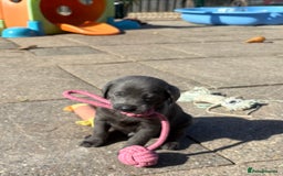 Labrador Retriever dogs for sale: Gorgeous KC Silver & Charcoal Labs - Image 14