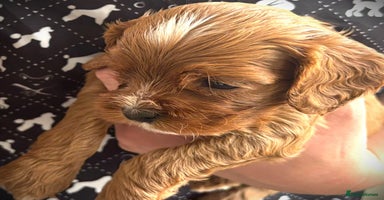 Cavapoo dogs - Advert 10