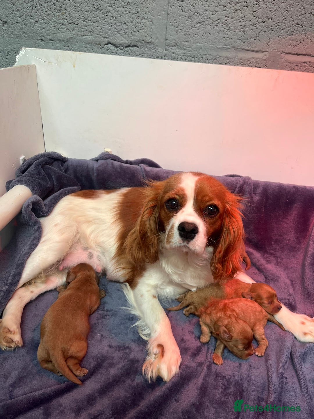 Cavapoo dogs for sale: Dark Ruby Cavapoo girl puppy - Image 4