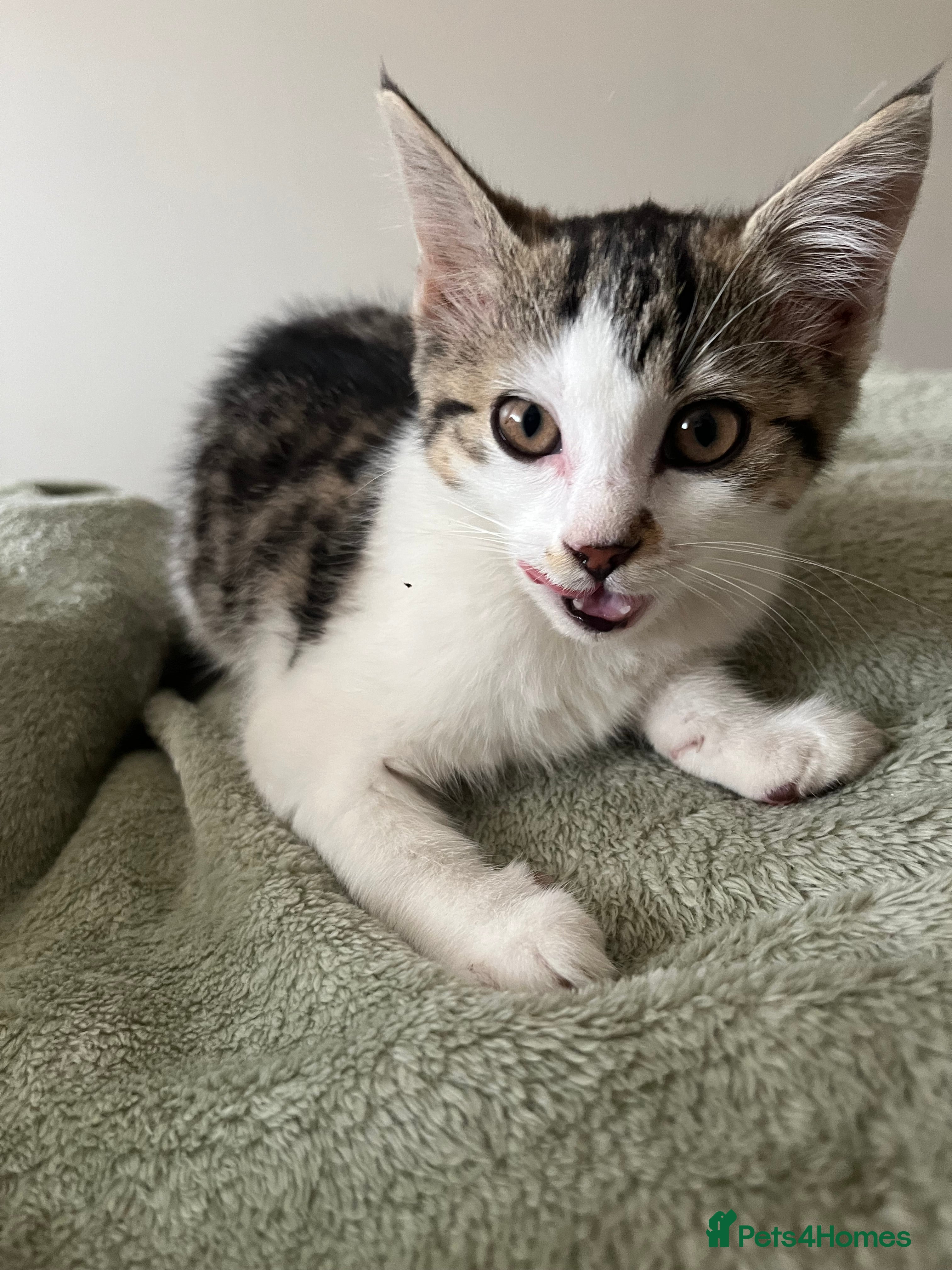 Mixed Breed cats Kittens for sale  - Advert 4
