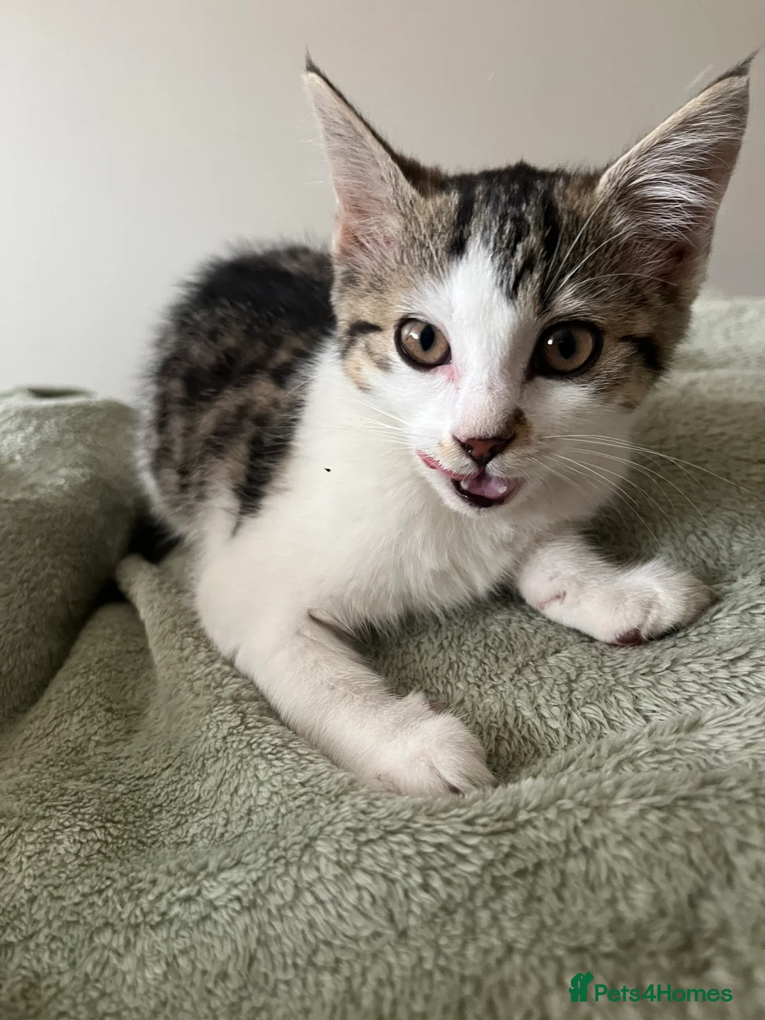 Mixed Breed cats for sale: Kittens for sale  - Advert 1