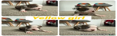 Boston Terrier Yellow Girl