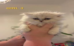Persian cats for sale: READY NOW! Persian chinchilla kittens - Image 13