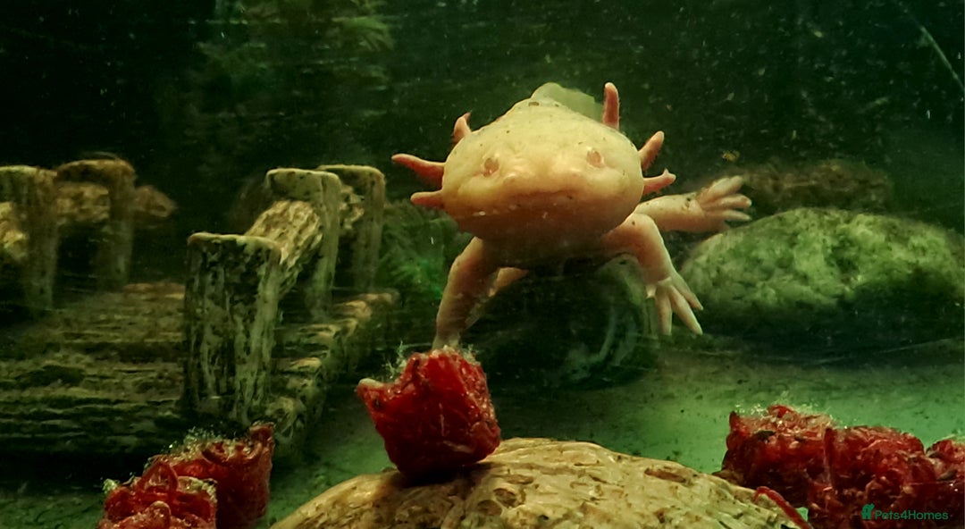 Axolotl reptiles for sale: Axolotls  - Image 2
