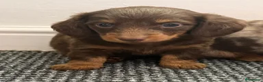 Dachshund 1