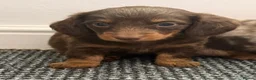 Dachshund dogs for sale: Long hair dachshund puppies 🩷 - Advert 5