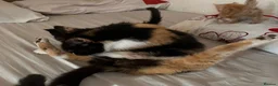 Mixed Breed cats for sale: Last 2 kittens left - Advert 22