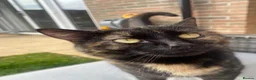 Domestic Shorthair cats for sale: Ginger Male Kitten  - Advert 3