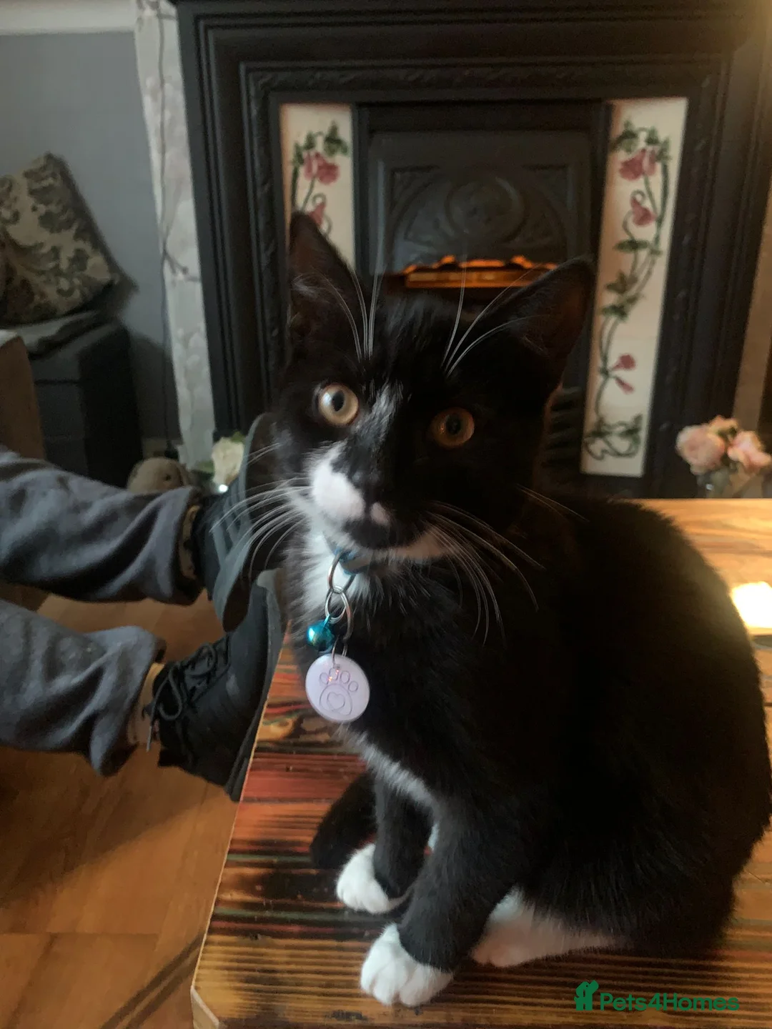 Mixed Breed cats for sale: Lovely male cat  - Advert 2