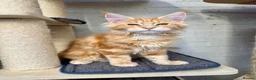 Maine Coon cats for sale: TICA Pedigree Massive Red Kittens - Advert 7