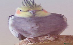 Cockatiels birds for sale: My two lovely cocktails - Image 3
