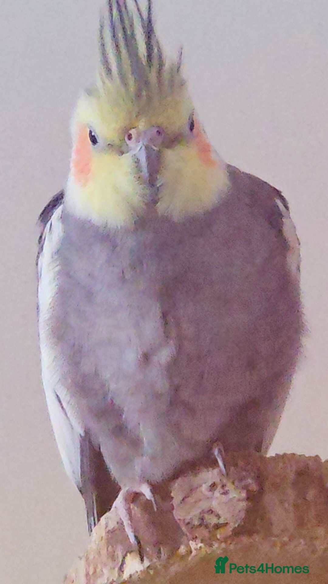 Cockatiels birds for sale: My two lovely cocktails - Image 3