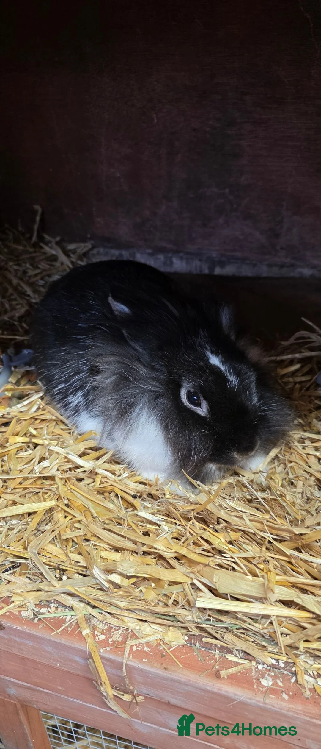 Mixed Breed rabbits for sale: Black and white rabbit in Blackburn - Advert 2