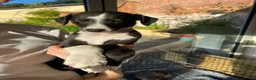 Whippet dogs for sale: KC Registered Pedigree Whippet Puppies for Sale in Salisbury - Advert 14