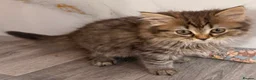 British Longhair cats for sale: Top quality BLH kittens new lines! in Rushden - Advert 16