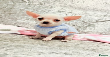 Chihuahua dogs - Advert 1
