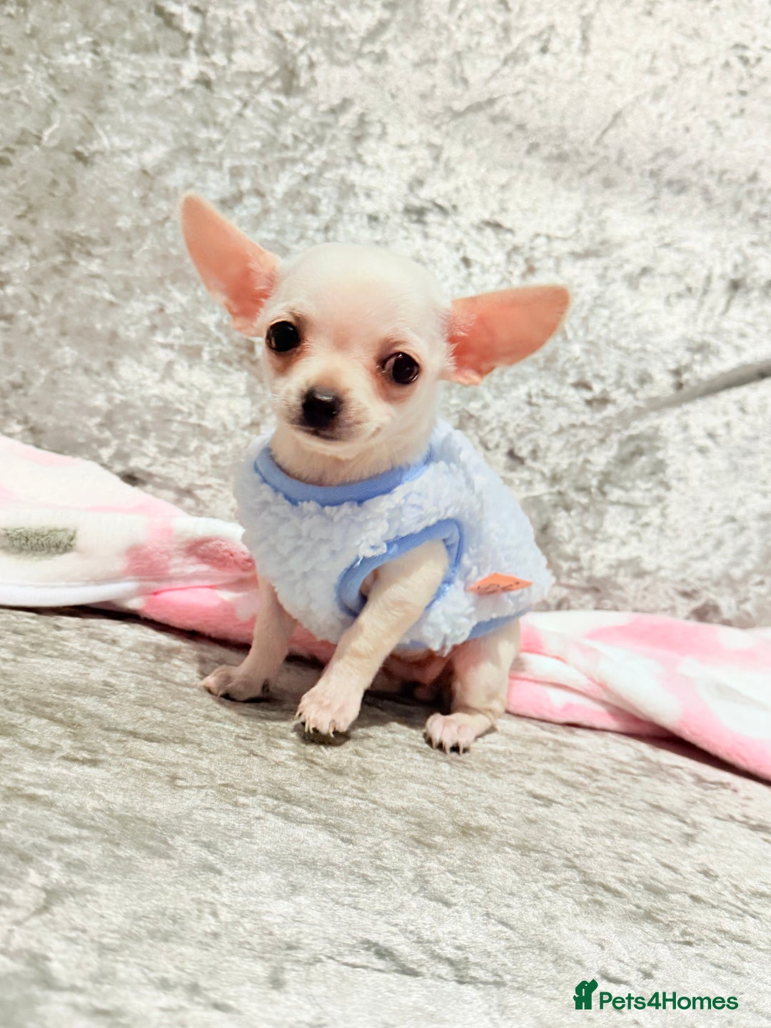 Chihuahua dogs for sale: Beautiful smooth coat white little girls 0.5kg - Image 2