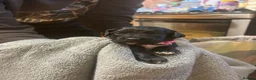 Cocker Spaniel dogs for sale: Ready now working cocker spaniel pups - Advert 15