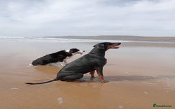 Dobermann dogs for sale: Dobermann puppies - Image 22
