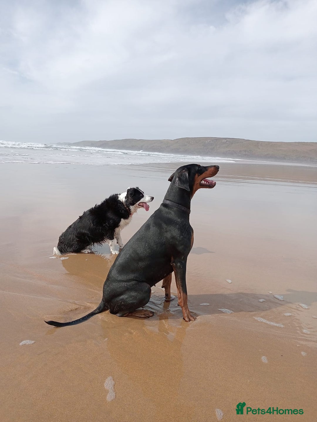 Dobermann dogs for sale: Dobermann puppies - Image 22