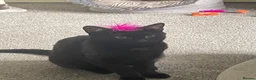 Bombay cats for sale: Beautiful Bombay 10 Months  in Wolverhampton - Advert 5