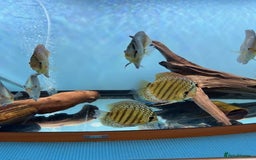 Discus fish for sale: HIGH QUALITY DISCUS £40 EACH  - Advert 12