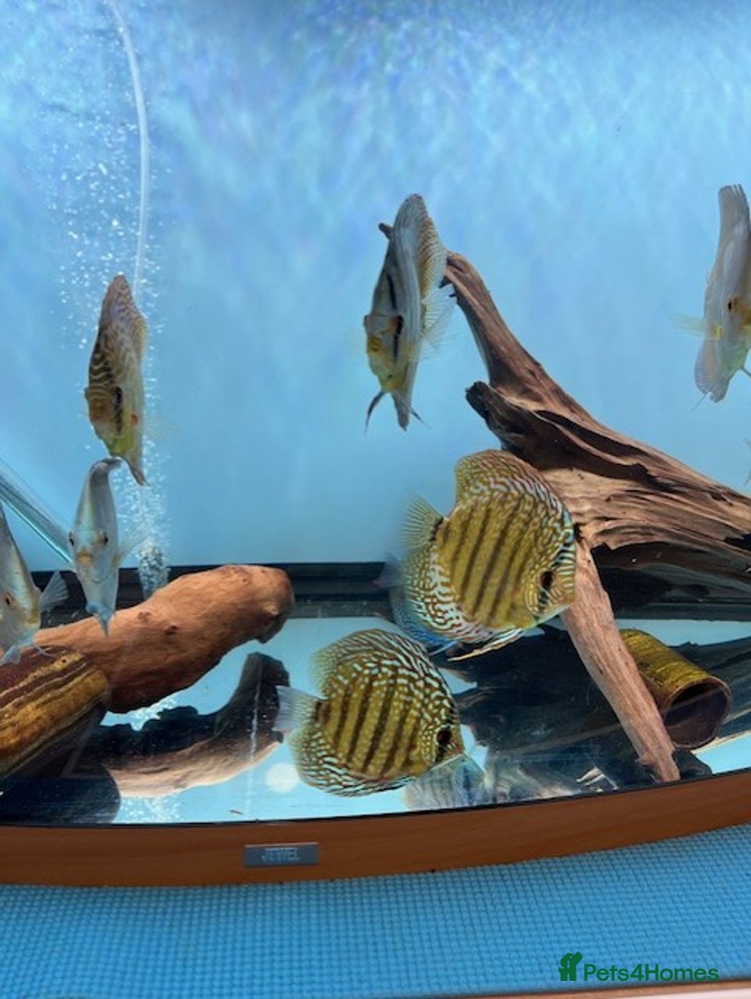 Discus fish for sale: HIGH QUALITY DISCUS £40 EACH  - Advert 12