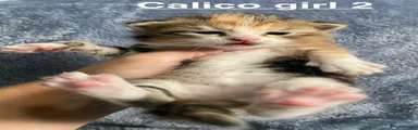 Calico girl 2