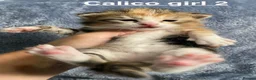 American Shorthair cats for sale: Beautiful litter  - Advert 5