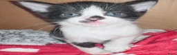 American Shorthair cats for sale: Warm & Family-Focused 🐾  - Advert 4