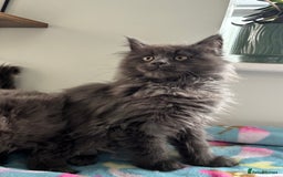 Maine Coon cats for sale: Stunning Maine Coon Kittens  - Image 7