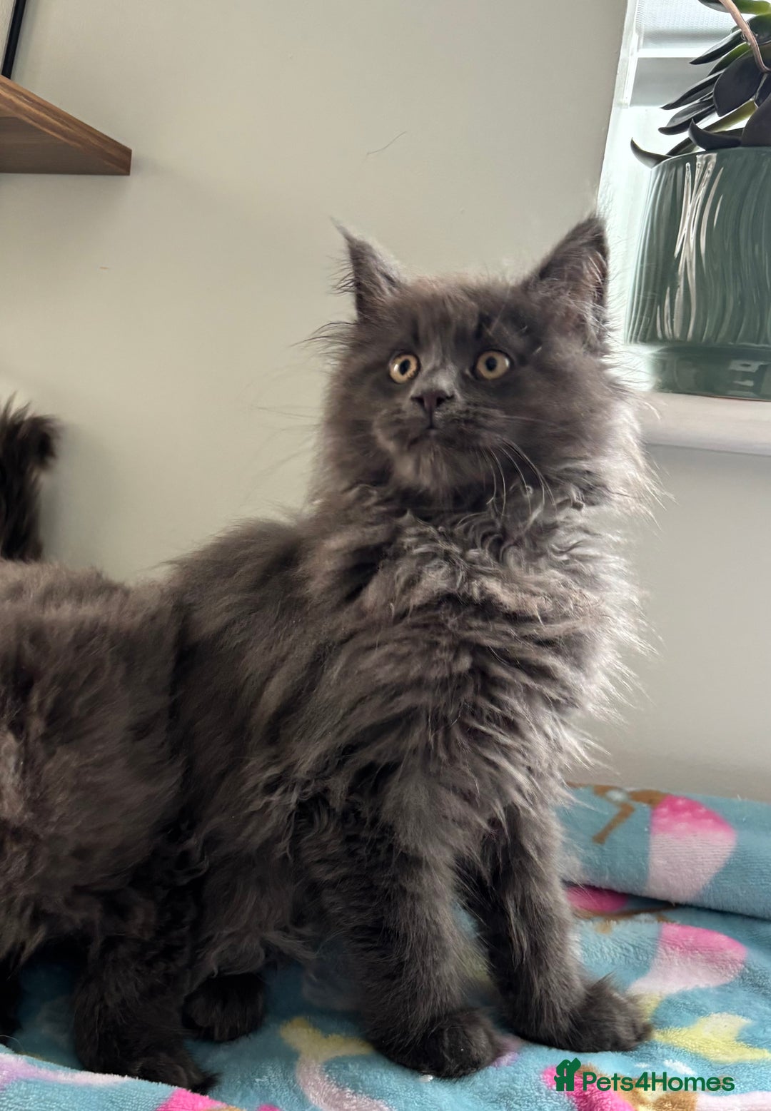 Maine Coon cats for sale: Stunning Maine Coon Kittens  - Image 7