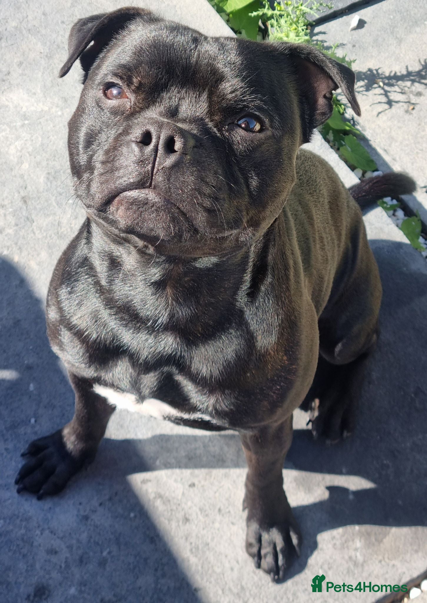 Staffordshire Bull Terrier dogs Male KC registered Staffordshire Bull Terrier - Advert 7