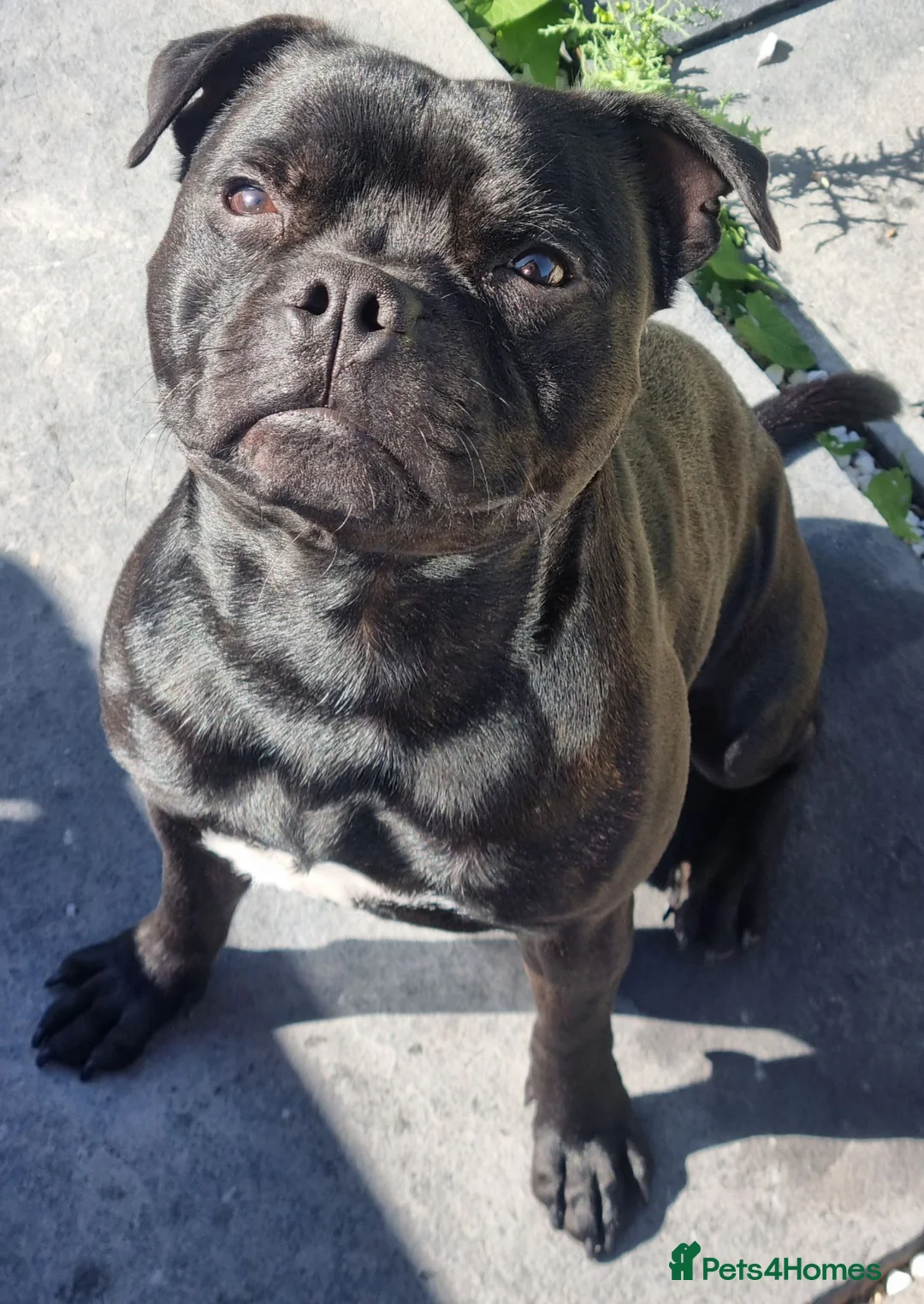 Staffordshire Bull Terrier dogs for sale: Male KC registered Staffordshire Bull Terrier - Advert 1