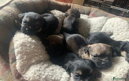 Border Terrier dogs for sale: Border Terrier Puppies For Sale  - Image 2