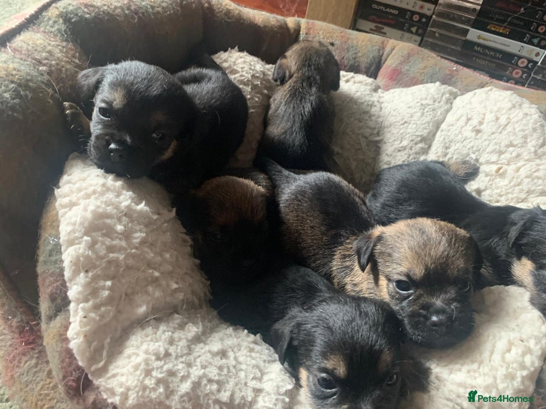 Border Terrier dogs for sale: Border Terrier Puppies For Sale  - Image 2