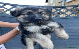 German Shepherd dogs for sale: Stunning German shepherd pups  - Image 1