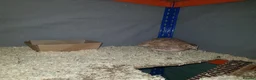 Quail poultry for sale: X3 Male quail for sale  - Advert 7