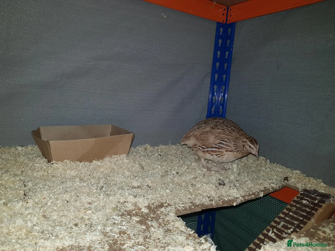 Quail poultry for sale: X3 Male quail for sale  - Advert 7