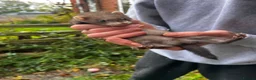 Ferret rodents for sale: Ferret kits  in Belper - Advert 6