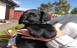 Flat coated Retriever dogs for sale: One beautiful boy puppy ready to go - Image 6