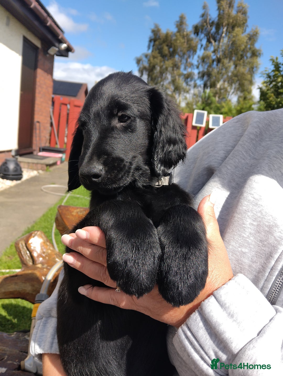 Flat coated Retriever dogs for sale: One beautiful boy puppy ready to go - Image 6