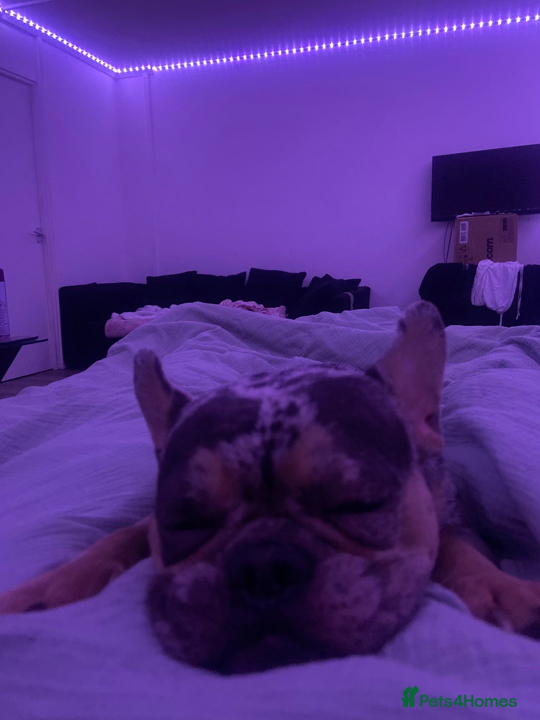 French Bulldog dogs for sale: Tri-Colour Merle French Bulldog for sale - Image 2