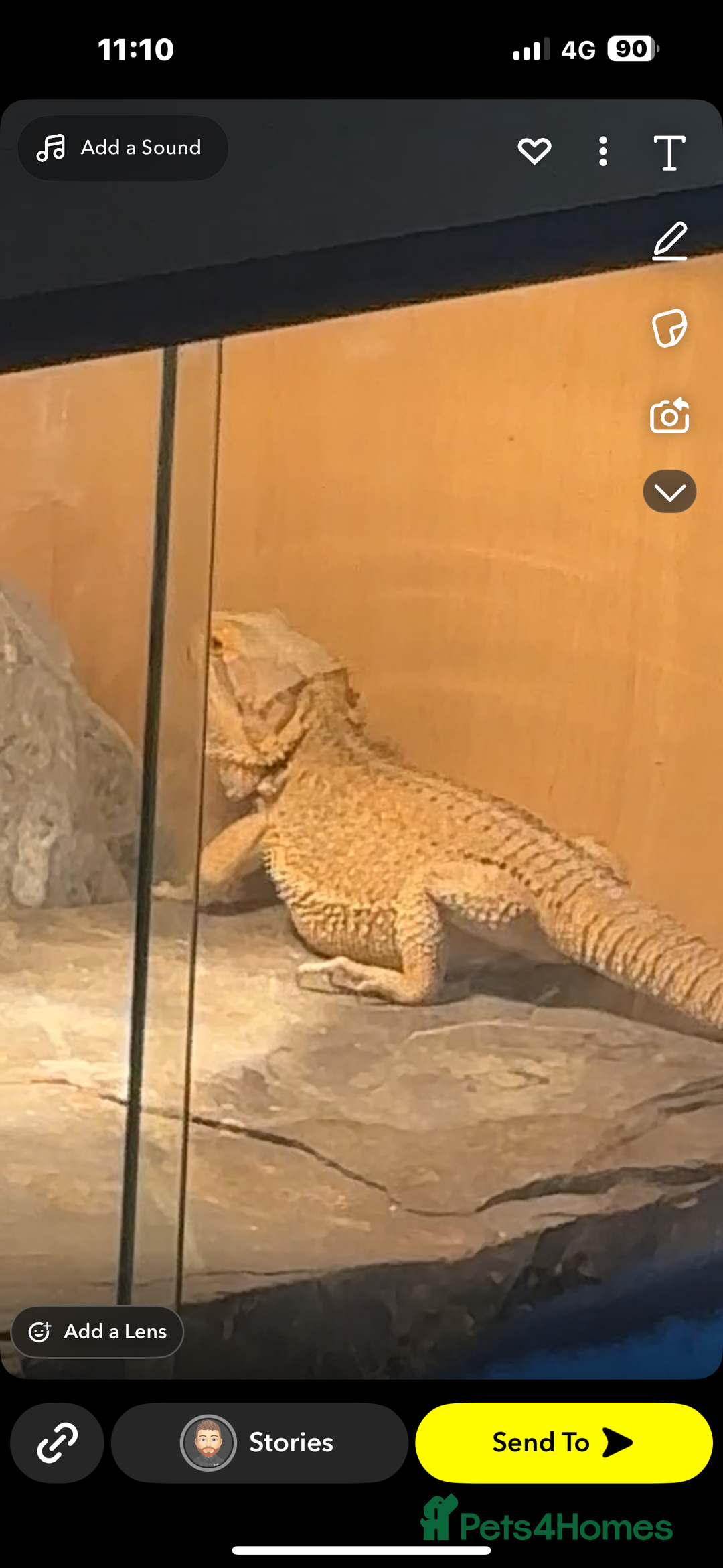 Bearded Dragon reptiles for sale: Male bearded dragon 4 ft viv - Image 2