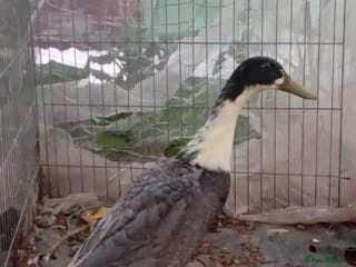 Ducks poultry Male runner duck - Advert 1