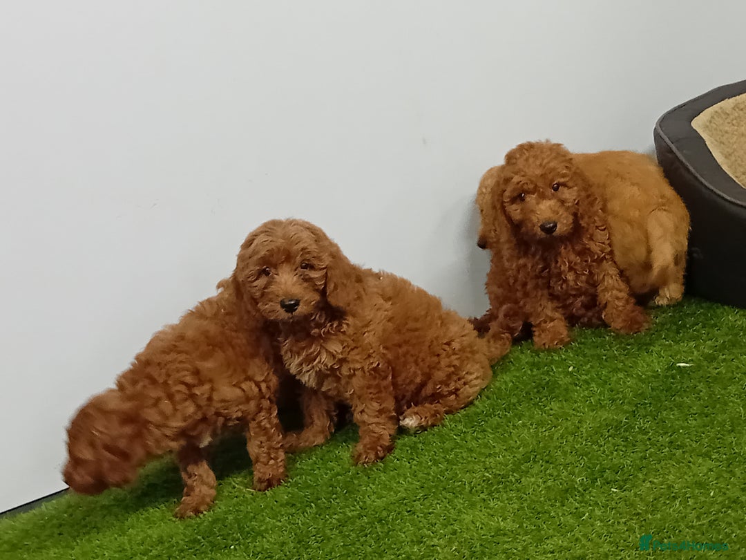 Cockapoo dogs for sale: Cockapoo - Image 5