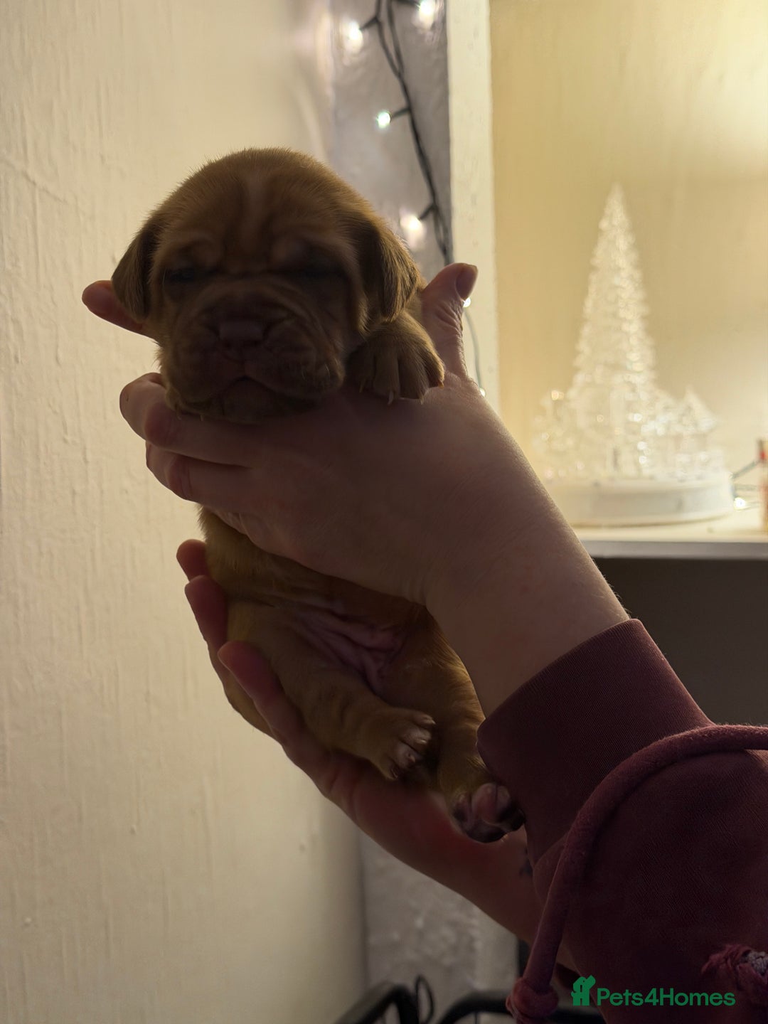 Dogue De Bordeaux dogs for sale: Beautiful Dogue De Bordeaux Puppies - Advert 37