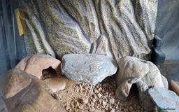 Gecko reptiles for sale: Albino Gecko plus all accessories - Image 5