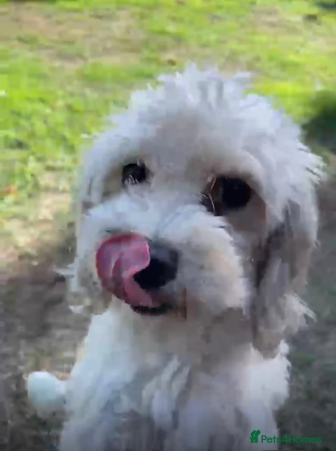Maltipoo dogs for sale: EXCEPTIONAL MALTIPOO GIRL PUPPY FOR SALE - Advert 7